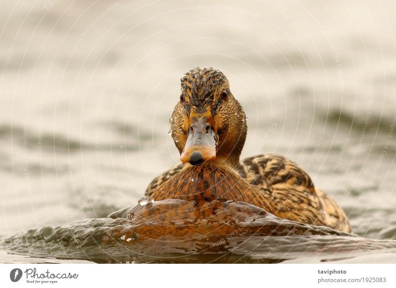 weibliche Stockente, die in Richtung zur Kamera schwimmt schön Jagd Winter Fotokamera Frau Erwachsene Natur Tier Teich See Fluss Vogel natürlich niedlich wild