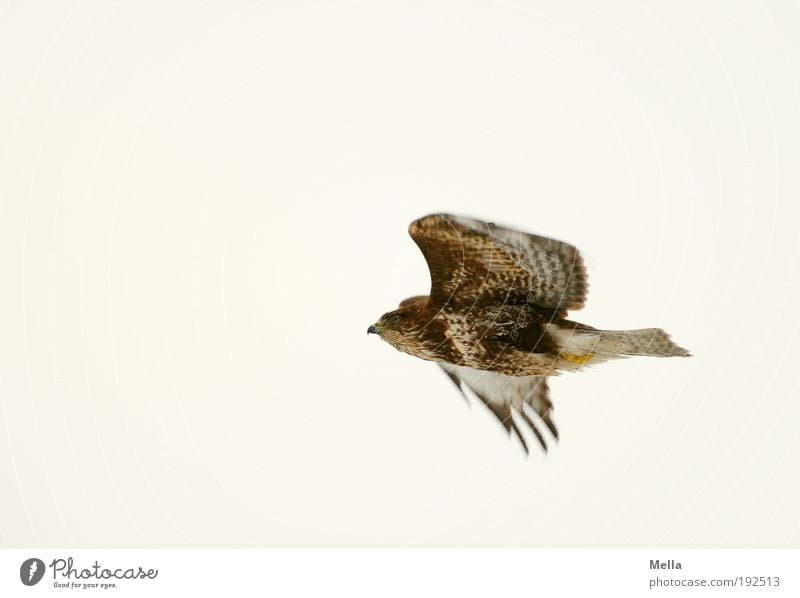 Flugstudie Umwelt Natur Tier Luft Himmel Wildtier Vogel Mäusebussard 1 fliegen frei hell natürlich Optimismus Kraft anstrengen Bewegung Freiheit Leben Farbfoto