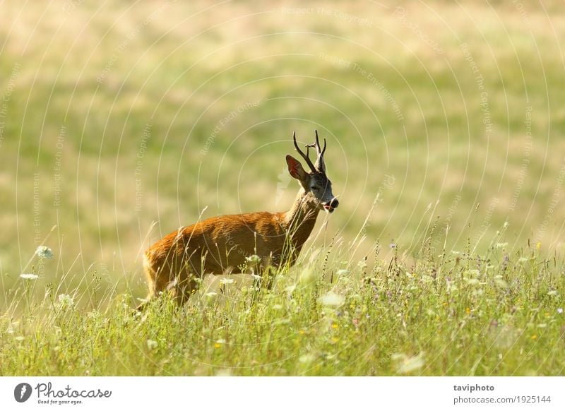 wilder Rehdollar auf natürlicher Wiese schön Spielen Jagd Sommer Mann Erwachsene Natur Landschaft Tier Gras Wald Pelzmantel niedlich braun grün Hirsche Rogen