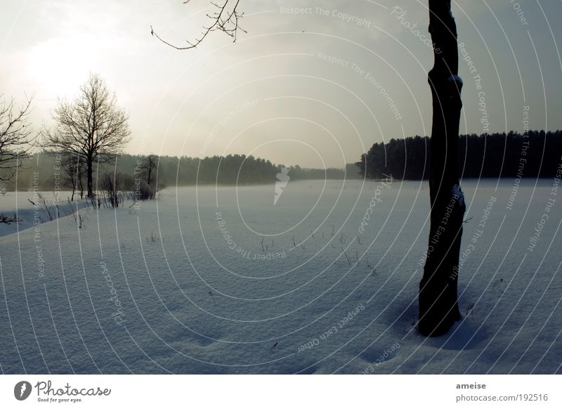 morgensonne 02 Landschaft Sonnenaufgang Sonnenuntergang Winter Schnee Baum Feld blau weiß Geborgenheit ruhig Wald Farbfoto Außenaufnahme Menschenleer