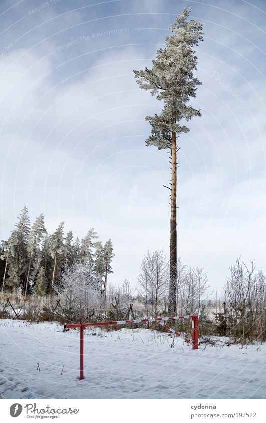 Kyrill hat meine Freunde getötet Ausflug Winterurlaub wandern Umwelt Natur Landschaft Eis Frost Schnee Baum Wald Wege & Pfade Einsamkeit einzigartig Erfahrung