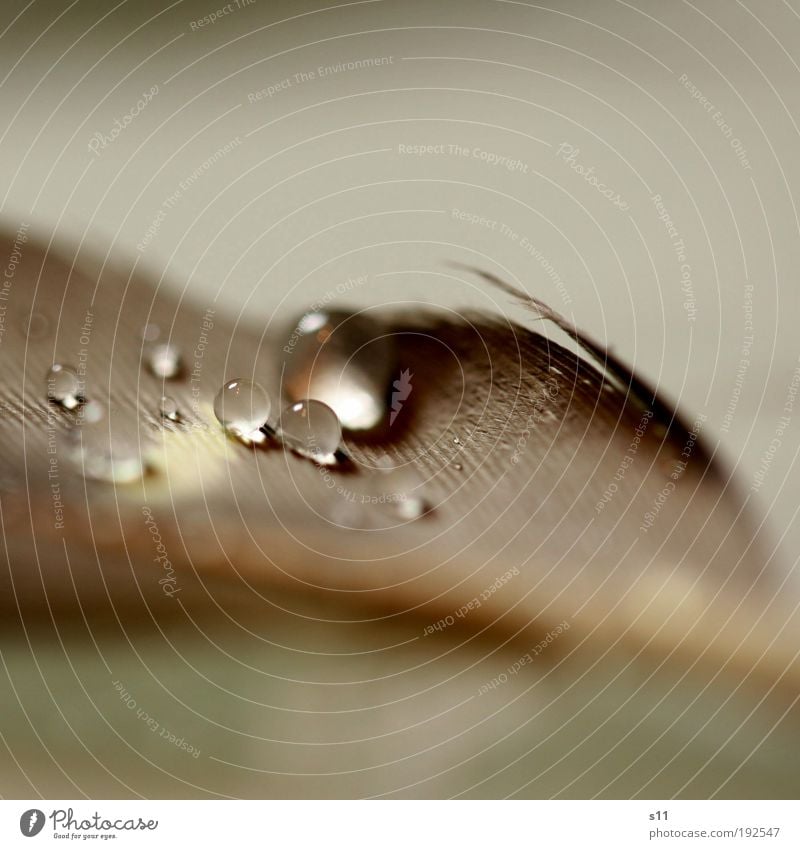 a pair of perls Wasser Wassertropfen ästhetisch dunkel elegant Flüssigkeit glänzend kuschlig klein nah nass rund schön grau silber Schutz Feder wasserresistent