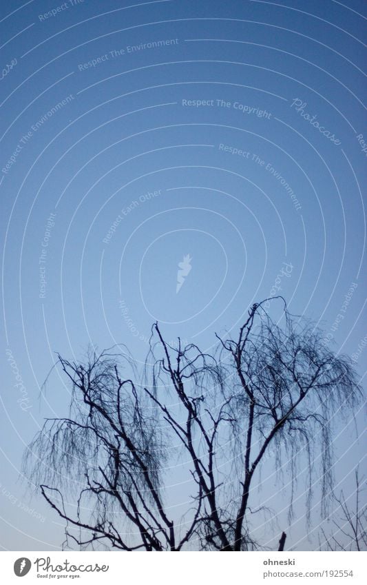 Abgeknickt Umwelt Natur Landschaft Pflanze Luft Himmel Wolkenloser Himmel Winter Klima Klimawandel Wetter Schönes Wetter schlechtes Wetter Eis Frost Baum blau