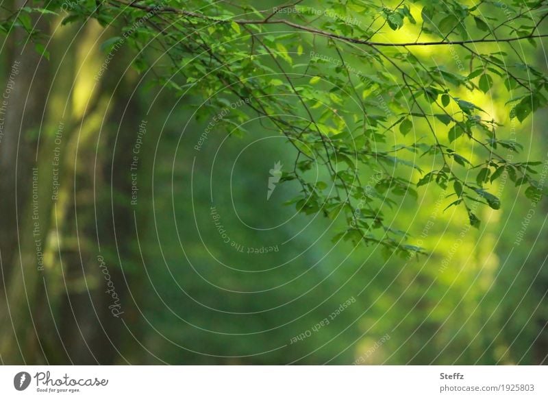 sonniges Grün mit Lichtreflexen im Frühlingswald Baum Baumstamm Laubbaum Maiwald Frühlingserwachen Waldbaden Licht im Wald Licht durch Blätter Lichtschein