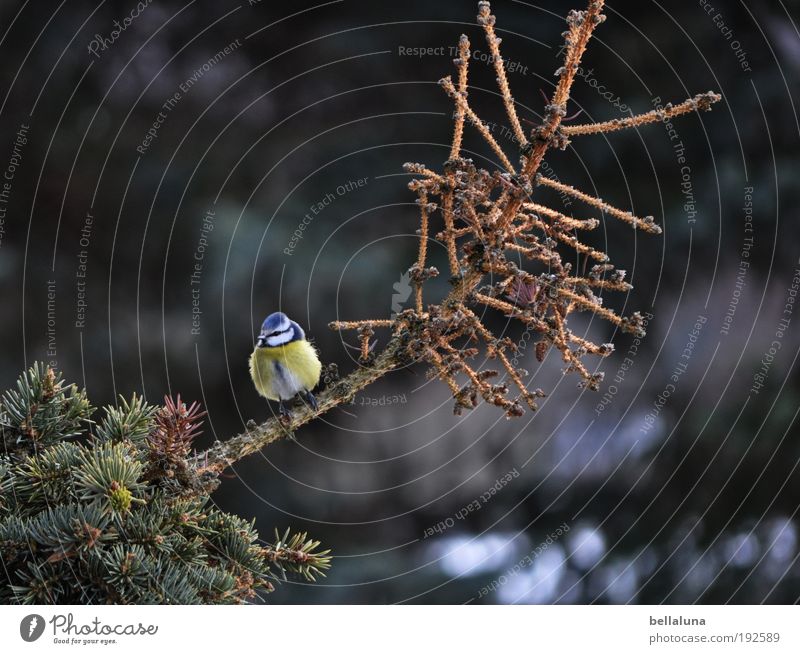 Frühling, Frühling, wird es nun bald! Umwelt Natur Pflanze Tier Sommer Herbst Winter Klima Wetter Schönes Wetter Baum Wildpflanze Wald Wildtier Vogel Flügel 1