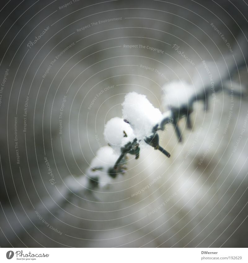 Zaungast Ausflug Winter Schnee Umwelt Natur Klima Klimawandel Wetter Metall Freundlichkeit dünn weiß kalt ruhig Stacheldraht Draht Kabel Barriere Weidezaun