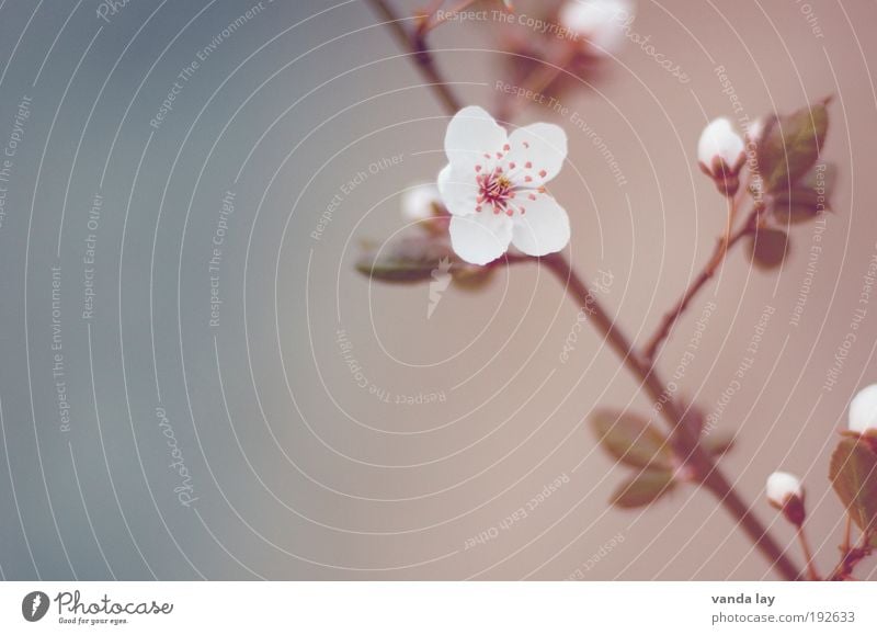 Blütenzauber Natur Pflanze Blume Blatt schön weich harmonisch Kirschblüten Zweig Frühling Mai Juni Farbfoto Gedeckte Farben Außenaufnahme Menschenleer