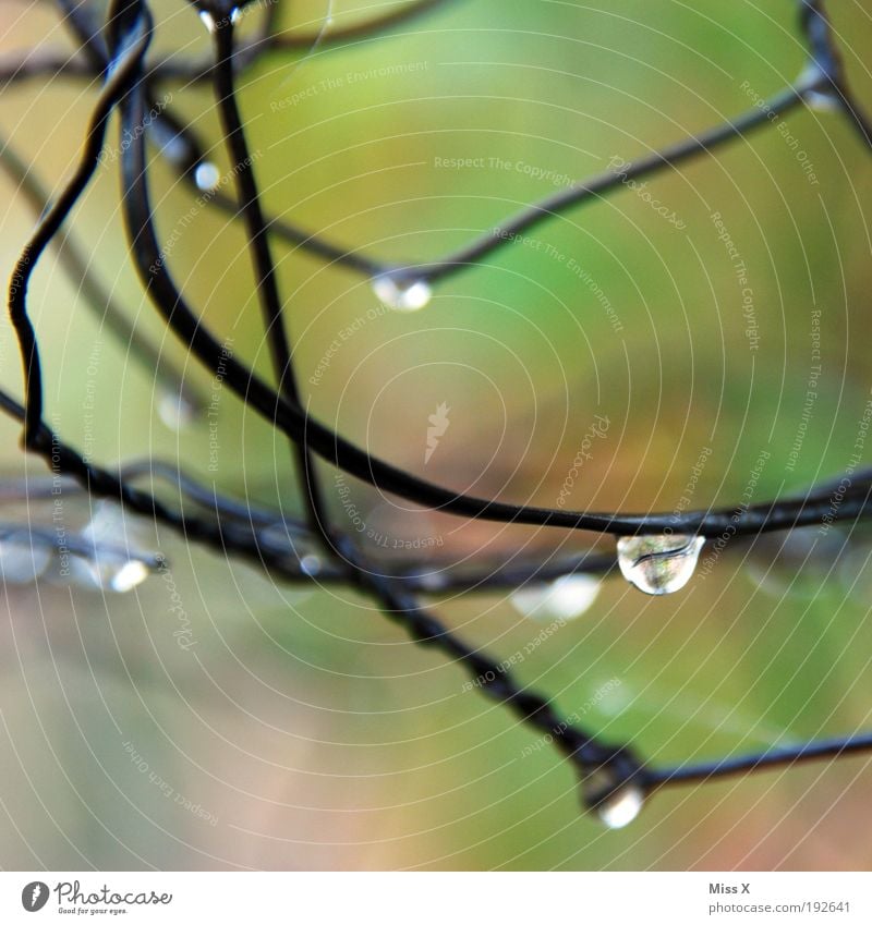 Tropfen Natur Wasser Wassertropfen Klima Wetter schlechtes Wetter Unwetter Regen Park frisch kalt nass Gartenzaun Zaun Draht Maschendraht Farbfoto mehrfarbig