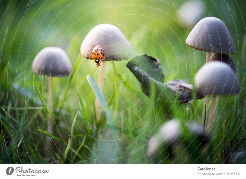 Ebenfalls Blick nach unten. Marienkäfer krabbelt auf einem Pilzhut Natur Pflanze Tier Herbst Gras Blatt Garten Käfer 1 Bewegung hängen krabbeln sportlich