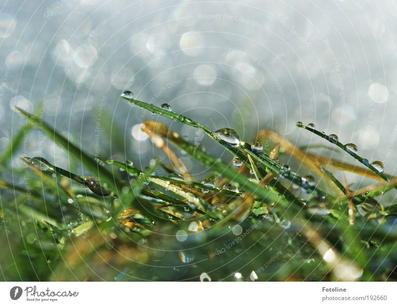 Für Sn00by - ein lieber Gruß Umwelt Natur Landschaft Pflanze Urelemente Erde Luft Wasser Wassertropfen Frühling Winter Klima Wetter Schönes Wetter Eis Frost