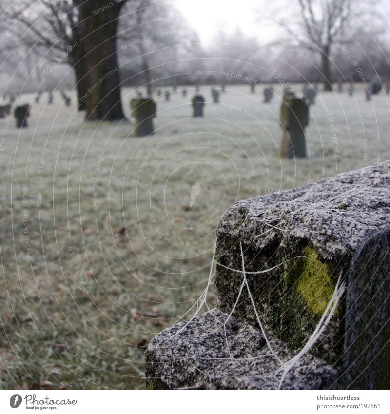 In eises Kälte Mensch Winter Nebel Eis Frost Gras Moos Park Wiese Erfurt Deutschland Europa Hauptstadt Denkmal Spinne "Kreuz Grabstein" Stein alt berühren