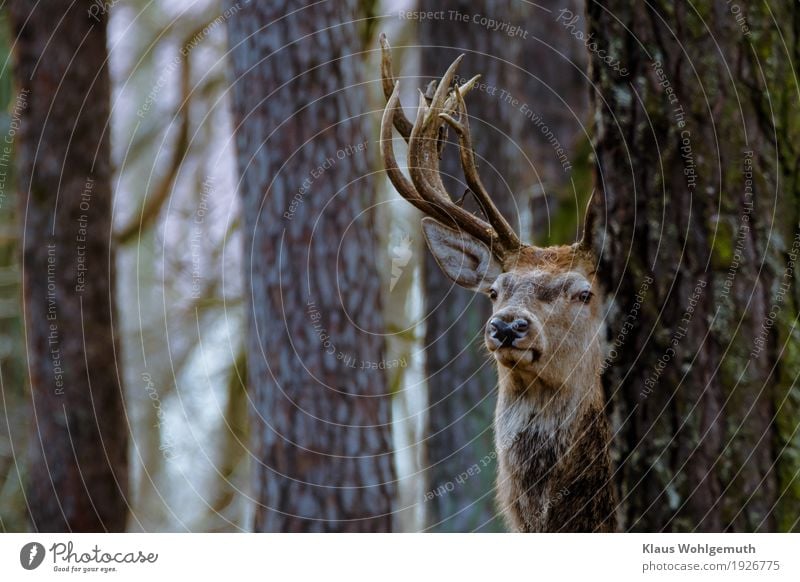 Majestät Zoo Umwelt Natur Tier Herbst Winter Baum Wald Fell Hirsche Rothirsch Cervus elapsus 1 beobachten Jagd Blick Neugier braun grau Horn Brunft Farbfoto