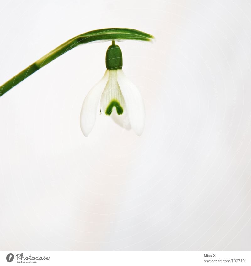 Schneeglöckle Natur Frühling Winter Pflanze Blume Blatt Blüte Park Wiese klein weiß Schneeglöckchen Farbfoto mehrfarbig Innenaufnahme Studioaufnahme Nahaufnahme