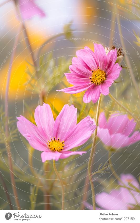 Schmuckkörbchen (Cosmea, Kosmee ,Cosmos) elegant Design einrichten Dekoration & Verzierung Tapete Bild Poster Postkarte Natur Pflanze Sonnenlicht Sommer Herbst