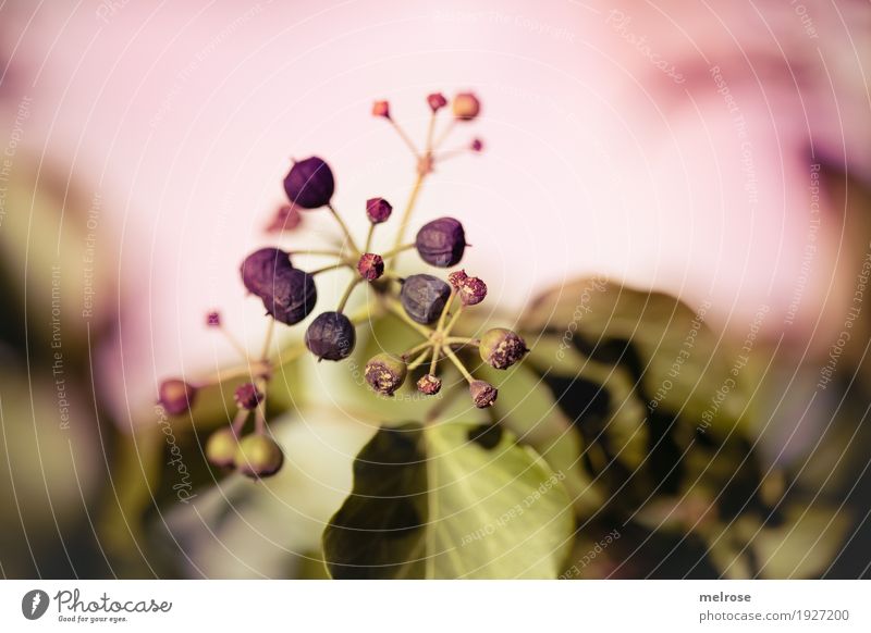 Beeren-Vintage Natur Winter Schönes Wetter Pflanze Sträucher Blatt Wildpflanze Beerensträucher Beerenfruchtstand Feld Gift Sonnenbad Stern (Symbol)