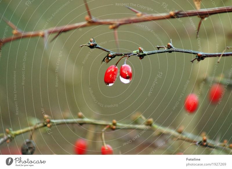 im Regen Umwelt Natur Pflanze Urelemente Wasser Wassertropfen Herbst schlechtes Wetter Sträucher Flüssigkeit nah nass natürlich braun grün rot schwarz