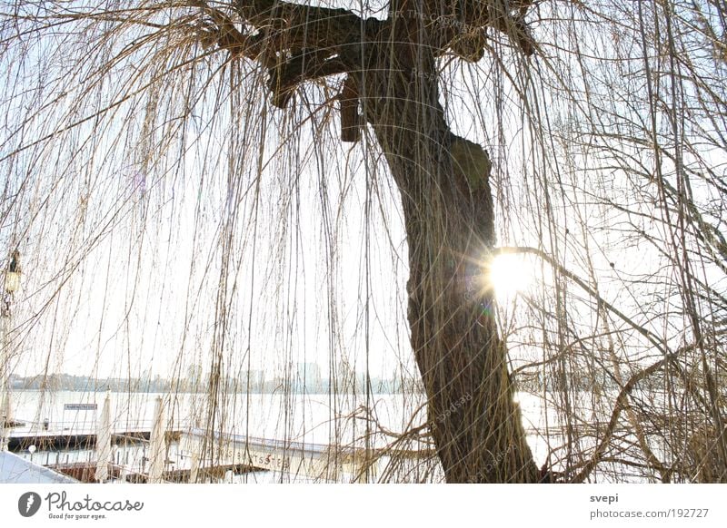 Alsterstimmung Glück Wohlgefühl Zufriedenheit ruhig Freiheit Joggen Natur Urelemente Wasser Sonne Sonnenlicht Sommer Herbst Winter Schönes Wetter Seeufer