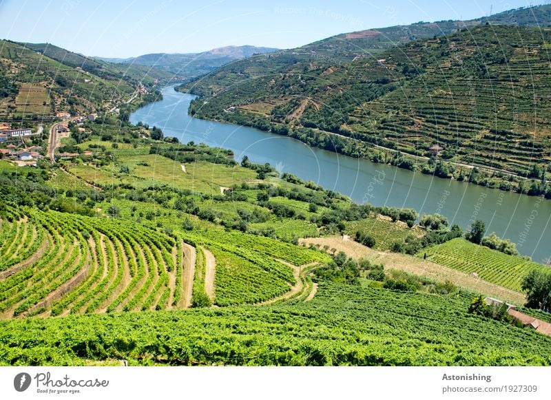 Weinbau im Dourotal Umwelt Natur Landschaft Pflanze Luft Wasser Himmel Wolkenloser Himmel Horizont Sommer Wetter Schönes Wetter Wärme Baum Sträucher Nutzpflanze