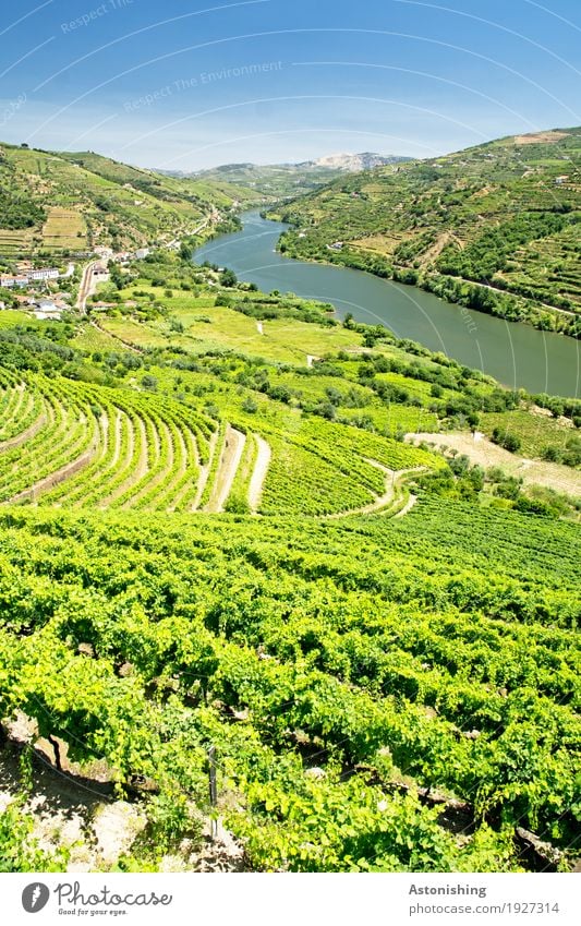 das Dourotal Umwelt Natur Landschaft Pflanze Luft Wasser Himmel Horizont Sommer Wetter Schönes Wetter Wärme Baum Sträucher Blatt Nutzpflanze Feld Wald Hügel