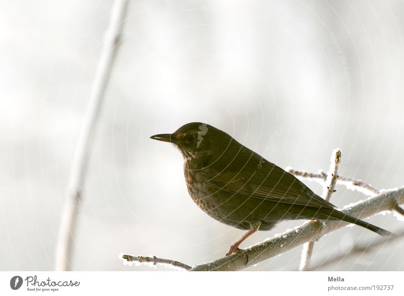 Amselwinter Umwelt Natur Tier Winter Eis Frost Schnee Pflanze Ast Wildtier Vogel 1 hocken sitzen frei hell kalt klein natürlich Freiheit Pause Farbfoto