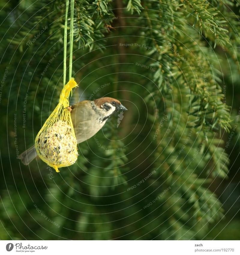 MEINS! Garten Natur Pflanze Tier Frühling Winter Baum Vogel 1 Brunft Fressen füttern grün Appetit & Hunger Völlerei Pause Zufriedenheit Spatz Vogelfutter