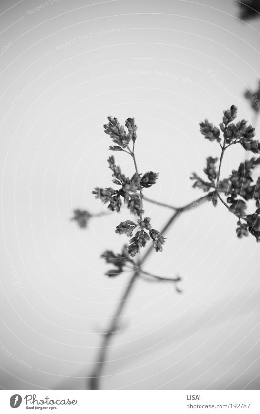 untitled I Umwelt Natur Landschaft Pflanze Winter Wetter Eis Frost Schnee Gras Wildpflanze Wiese Feld frieren kalt trocken grau schwarz weiß Stengel