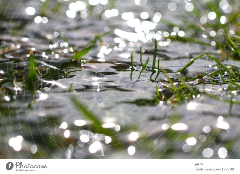 Feuchtgebiet Umwelt Natur Landschaft Urelemente Wasser Frühling Sommer Herbst Klima Klimawandel Schönes Wetter Unwetter Gras Grünpflanze Wildpflanze Park Wiese