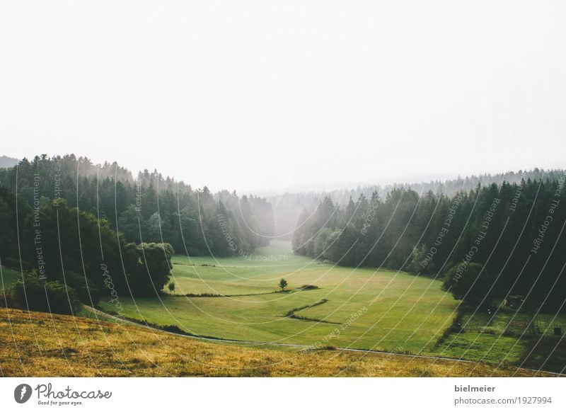 heimat Natur Landschaft Urelemente Erde Luft Wasser Klimawandel Wetter Schönes Wetter Nebel Regen Baum Gras Gefühle Stimmung Fröhlichkeit Coolness Liebe Treue