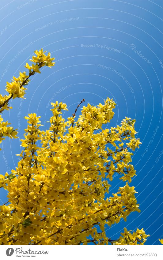 Frühlingsfarben Umwelt Natur Pflanze Himmel Wolkenloser Himmel Wetter Schönes Wetter Sträucher Blüte glänzend hell schön blau gelb Glück Fröhlichkeit