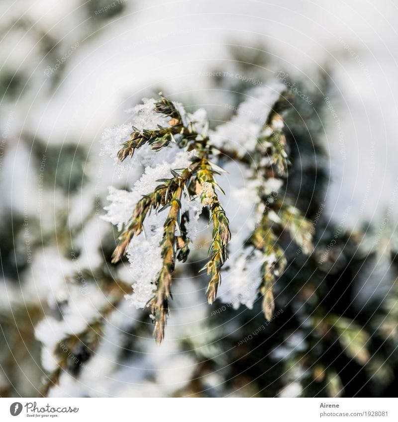 wieder hervorwagen Pflanze Winter Schönes Wetter Schnee Baum Sträucher Grünpflanze Wacholder Immergrüne Pflanzen Nadelbaum frieren Wachstum warten positiv weiß