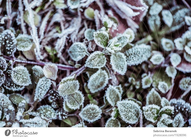 Morgentau Umwelt Natur Pflanze Tier Winter Wetter Schnee Gras Blatt Grünpflanze Wildpflanze Garten Park Wiese gelb grün violett weiß Farbfoto Gedeckte Farben