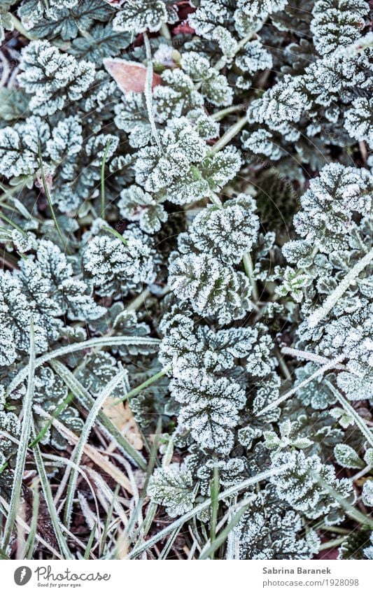 Frost III Natur Pflanze Tier Winter Eis Blatt Grünpflanze Wildpflanze Garten Park Wiese Idylle kalt Umwelt Farbfoto Gedeckte Farben Außenaufnahme Muster