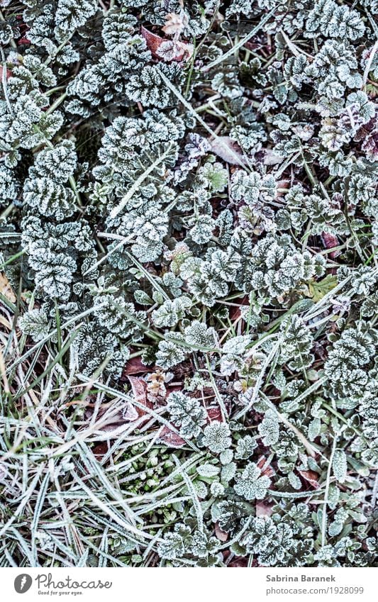 Frost II Natur Pflanze Tier Winter Eis Blatt Grünpflanze Wildpflanze Garten Park Wiese kalt Umwelt Farbfoto Gedeckte Farben Außenaufnahme Nahaufnahme