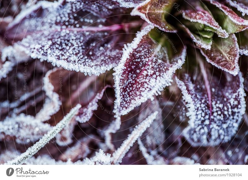 Frost I Natur Pflanze Tier Winter Eis Gras Wildpflanze Garten Park Wiese Umwelt Farbfoto Gedeckte Farben Außenaufnahme Nahaufnahme Detailaufnahme Makroaufnahme