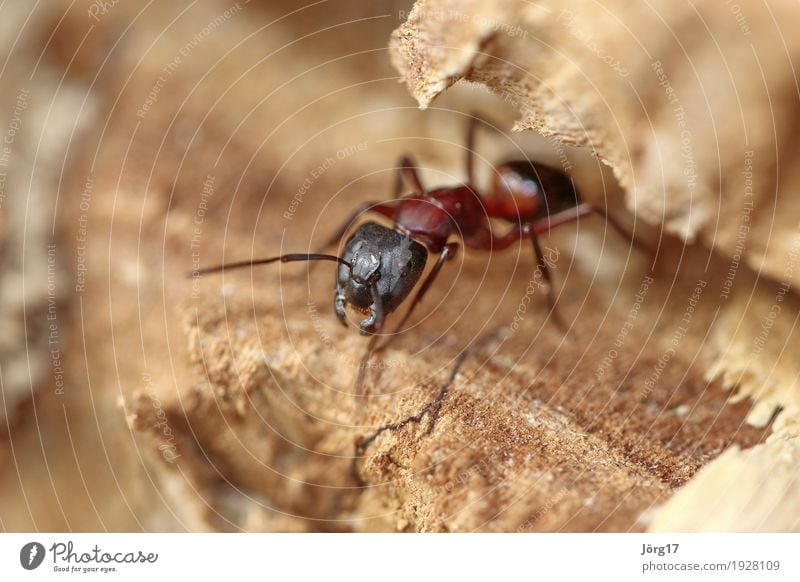 Ameise Natur Tier Wildtier Lebewesen Leben Nahaufnahme Makroaufnahme