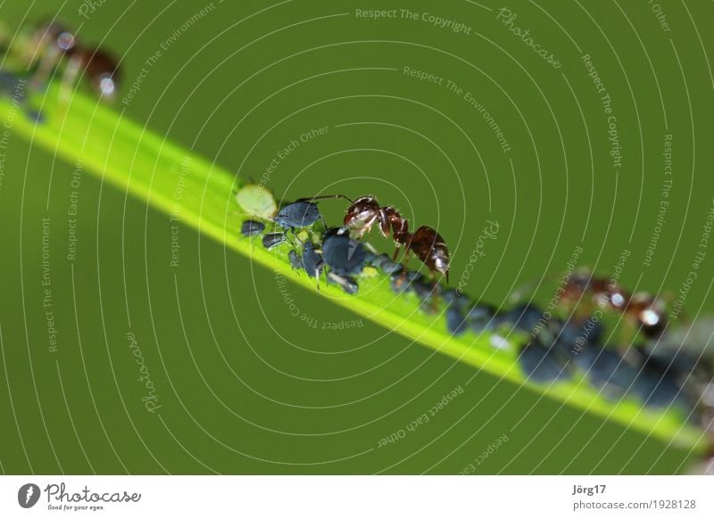 Ameise Tier Wildtier Blattläuse Fressen Natur Farbfoto Nahaufnahme Makroaufnahme