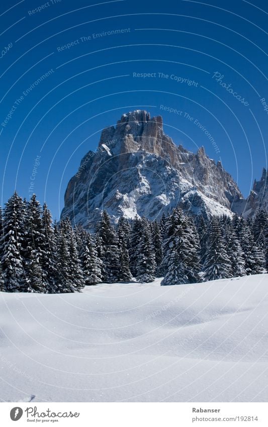 Dolomites & Mountains Umwelt Natur Landschaft Wasser Sonne Sonnenlicht Winter Wetter Schönes Wetter Eis Frost Schnee alt weiß Wolkenstin Dolomiten Baum