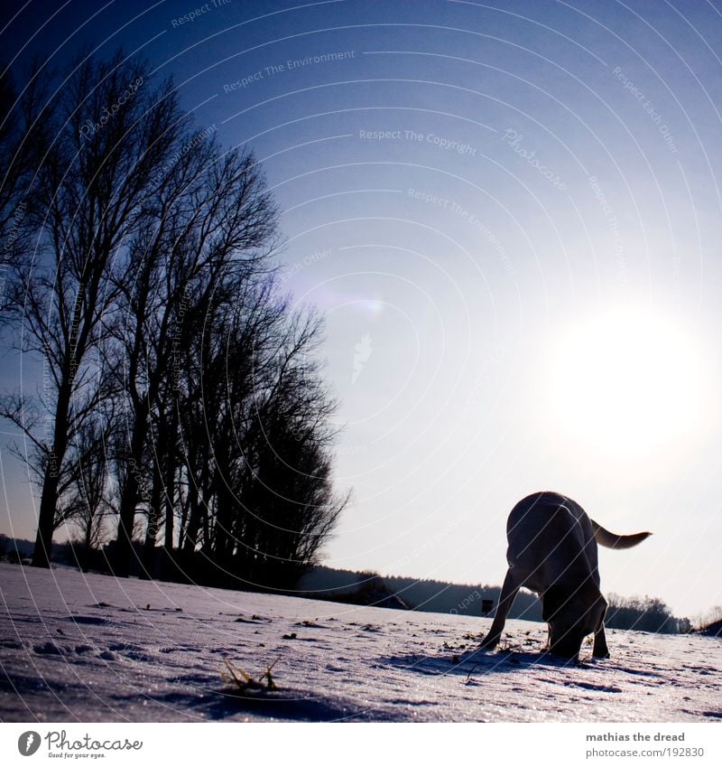 SCHNÜFFEL SCHNÜFFEL Umwelt Natur Landschaft Pflanze Wolkenloser Himmel Horizont Sonne Sonnenaufgang Sonnenuntergang Winter Schönes Wetter Eis Frost Schnee Wiese