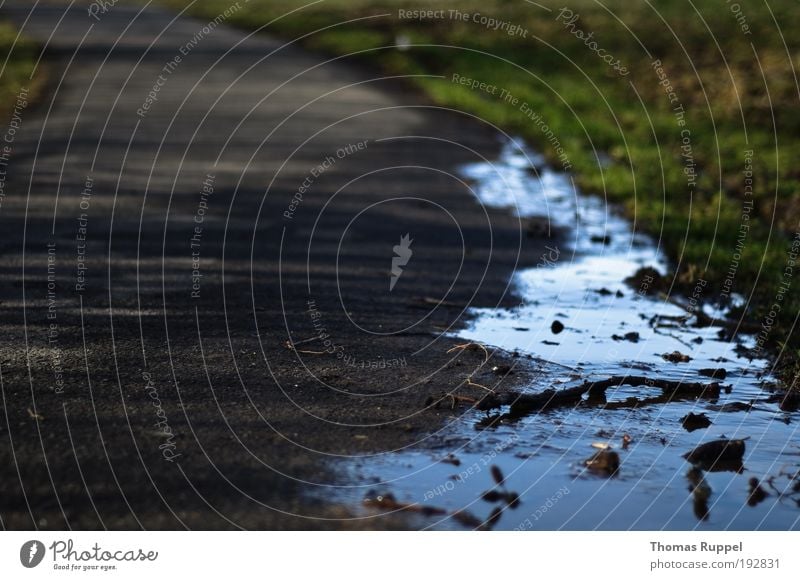 Wasserrand Umwelt Natur Pflanze Holzstock Wiese Feld Pfütze Verkehrswege Wege & Pfade grau grün Farbfoto Außenaufnahme Menschenleer Textfreiraum links