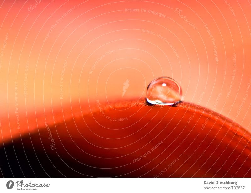 Liebesperle Leben harmonisch Natur Pflanze Wassertropfen Blume rot silber Blütenblatt Tau glänzend Farbfoto Außenaufnahme Nahaufnahme Detailaufnahme