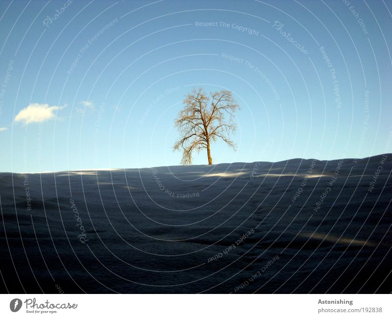 einsamer Baum mit Wolke Umwelt Natur Landschaft Pflanze Wasser Himmel Wolken Winter Wetter Schönes Wetter Eis Frost Schnee Hügel stehen Wachstum blau grau