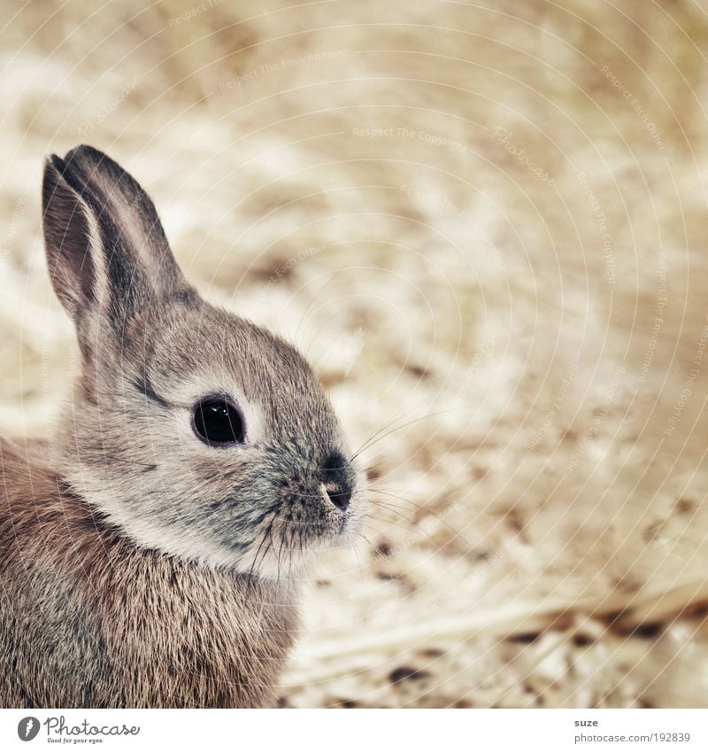 Hasi Tier Haustier Tierliebe Hase & Kaninchen Ohr Stroh Stall tierisch Säugetier Osterhase Farbfoto Gedeckte Farben Innenaufnahme Menschenleer