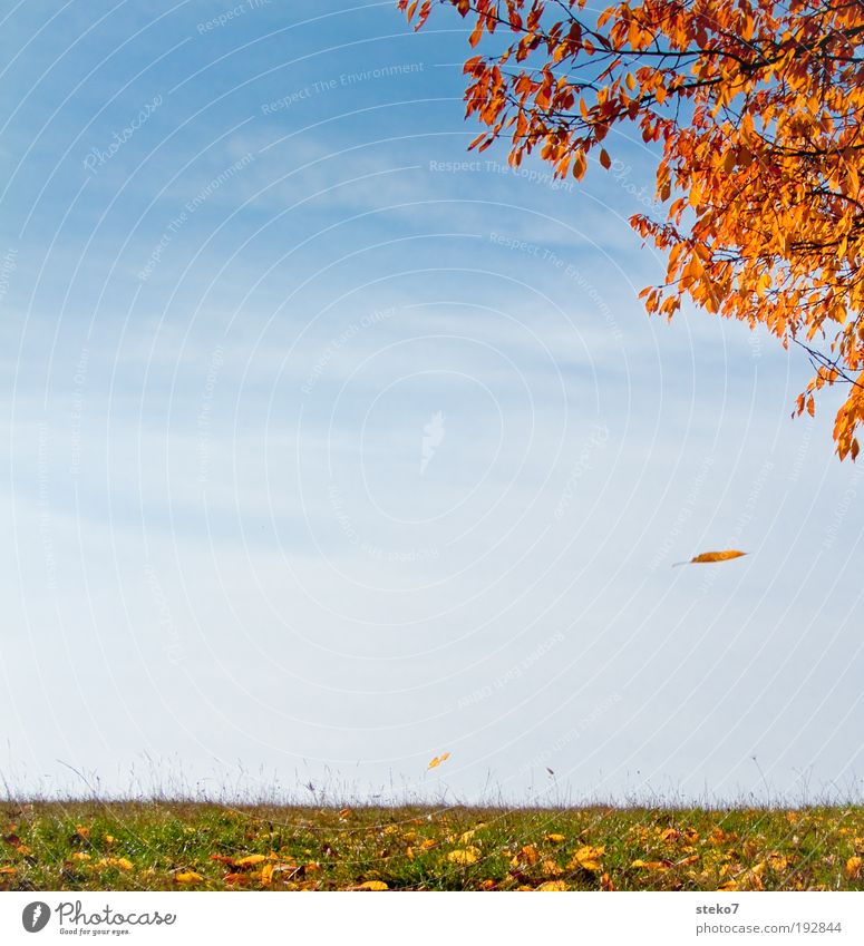 abblättern Landschaft Himmel Herbst Baum Blatt Park Wiese alt fallen leuchten blau gelb gold grün Erschöpfung Vergänglichkeit Wandel & Veränderung Schweben