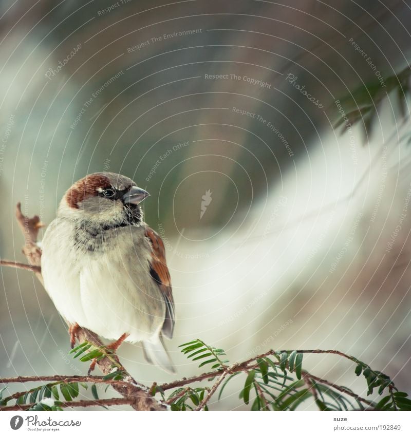 Spatzerl Winter Garten Tier Wildtier Vogel Feder 1 sitzen warten klein natürlich niedlich braun Natur Gesang Lied Zweig Schnabel Ornithologie singen Heimat