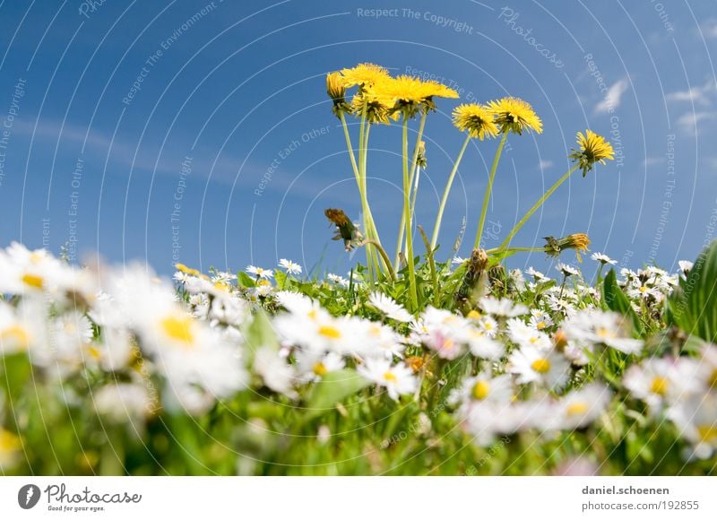 Regenwurmperspektive Umwelt Natur Pflanze Himmel Wolkenloser Himmel Frühling Klima Wetter Schönes Wetter Blume Gras Blatt Blüte Wiese blau gelb grün Farbe