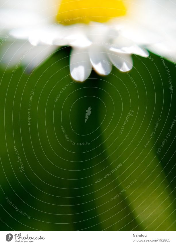 powerflower Umwelt Natur Pflanze Blume Gänseblümchen Blühend grün abstrakt Sommer Frühling ästhetisch gelb Jahreszeiten klein Korbblütengewächs Leichtigkeit