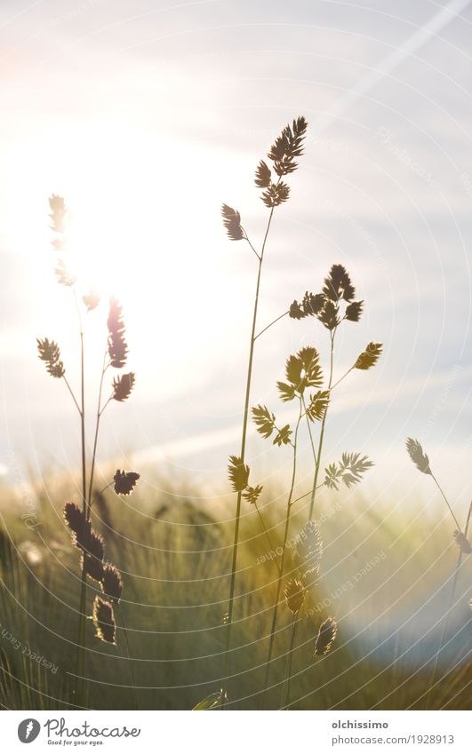 Beautiful Summer Natur Pflanze Sommer Gras gelb Glück Farbfoto Außenaufnahme Tag Sonnenlicht Sonnenstrahlen