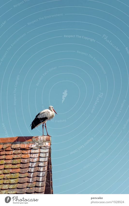 adebar Urelemente Himmel Schönes Wetter Hochsitz Dach Tier Wildtier 1 Zeichen Glück Lebensfreude Frühlingsgefühle Vorfreude Storch Geburt Kind fruchtbar bringen