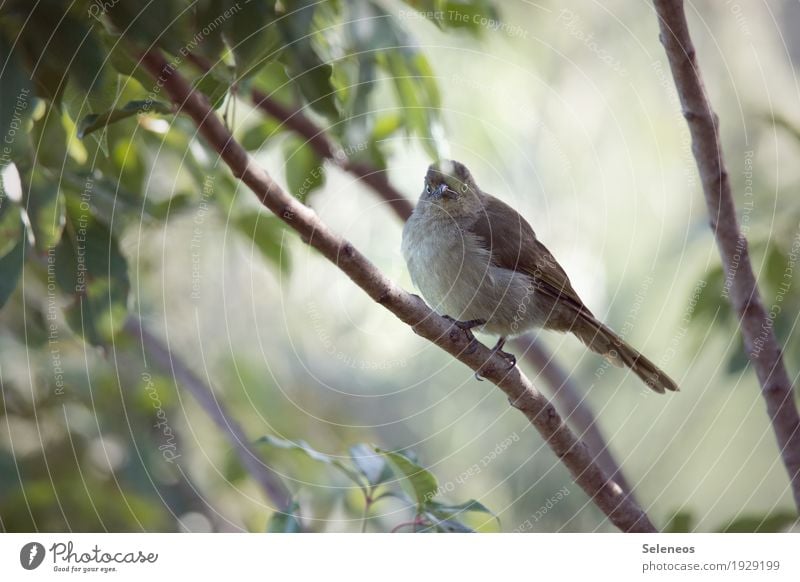 Sombre Greenbul Freiheit Safari Expedition Sommer Umwelt Natur Pflanze Baum Blatt Wald Tier Wildtier Vogel Tiergesicht Flügel 1 beobachten klein nah Birding