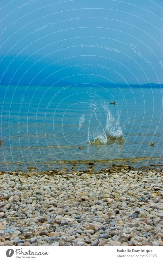 Hartes Wasser Natur Tier Wassertropfen Himmel Sommer Nebel Berge u. Gebirge Küste Seeufer Wildtier Vogel 1 beobachten berühren Bewegung fallen genießen träumen